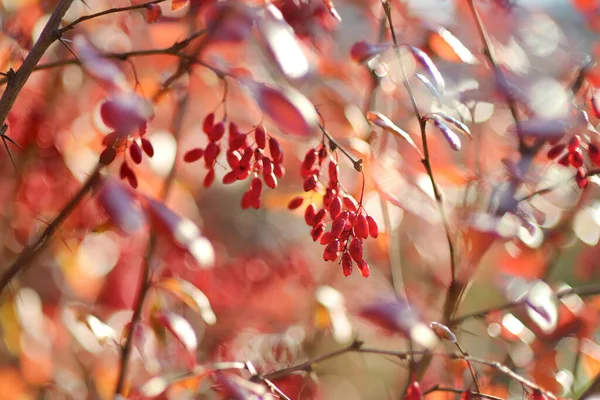 秋の日に枝に鮮やかな赤い果実 Berberis Darwinii植物 美しい明るい秋の植生 — ストック写真