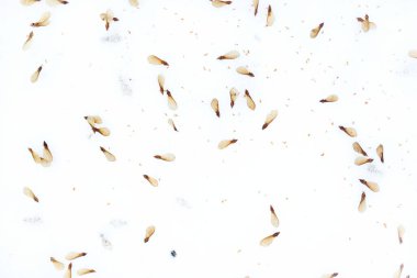 Aydınlık bir kış gününde güzel kuru akçaağaç tohumları. Kışın kuru bitki örtüsü.