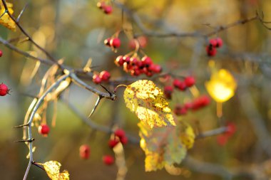 Olgun kırmızı dikenli meyveler ya da tek tohumlu şahin dikeni, parlak bir sonbahar gününde bir Hawthorn ağacının dalında.