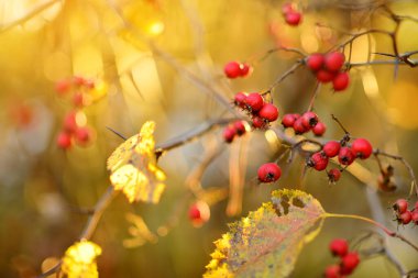 Olgun kırmızı dikenli meyveler ya da tek tohumlu şahin dikeni, parlak bir sonbahar gününde bir Hawthorn ağacının dalında.