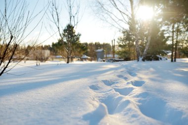 Kışın güneşli bir günde güzel kar kaplı bahçe. Şiddetli kar yağdıktan sonra arka bahçedeki ağaçlar, bitkiler ve çalılar. Mevsimlik kavram.