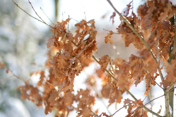 Güzel Kurumuş Meşe Yaprakları Açık Kış Gününde Bir Ağaç Dalında — Stok fotoğraf