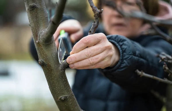 Woman Gardener Using Garden Saw Cut Dry Tree Branches Spring — Stock Photo, Image