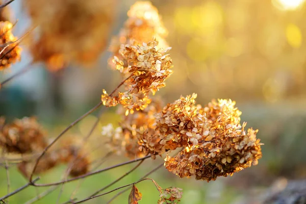 Kurumuş Ortancaların Çiçek Arkaplanı Mevsimsel Konsept Sonbaharın Kahverengi Renkleri — Stok fotoğraf
