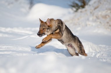 Çekoslovak wolfdog köpek yavrusu