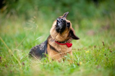 Alman çoban köpek kafasını sallayarak