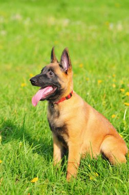 oturma ve dikkatle bakarak malinois köpek yavrusu