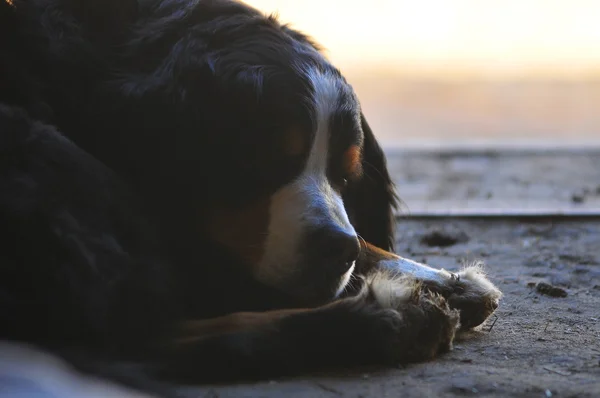 Berner Sennenhund in der Natur — Stockfoto