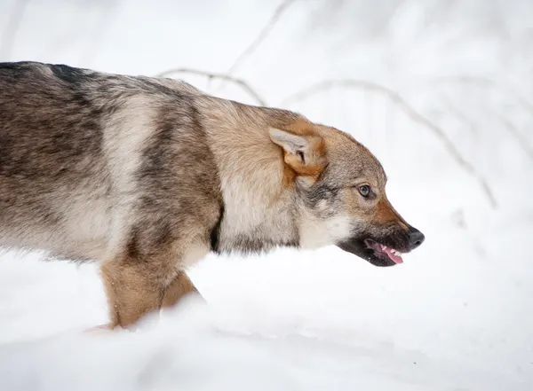 Angry young wolf — Stock Photo, Image