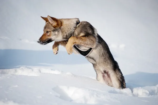 捷克斯拉夫 wolfdog 的小狗 — 图库照片