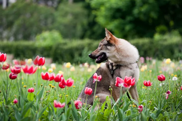Cão-lobo da Checoslováquia — Fotografia de Stock