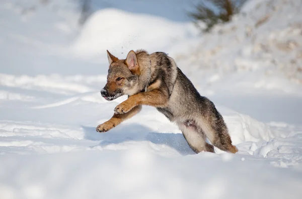 Cachorro de lobo checoslovaco —  Fotos de Stock