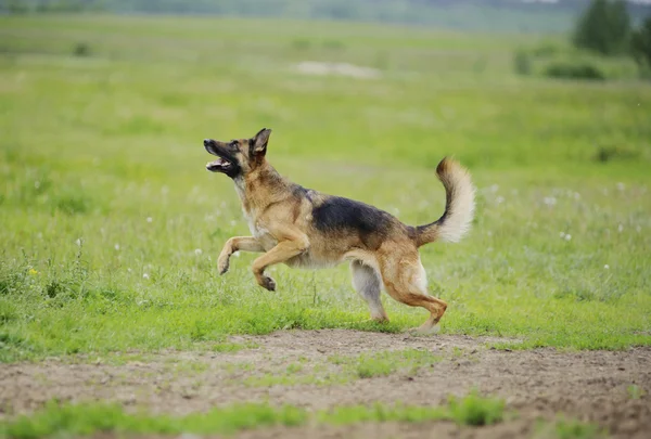 Deutscher Schäferhund läuft — Stockfoto