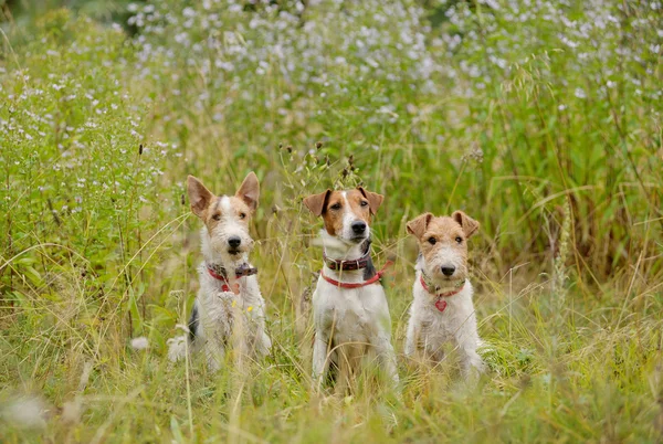 Drie fox terriers in het gras — Stockfoto