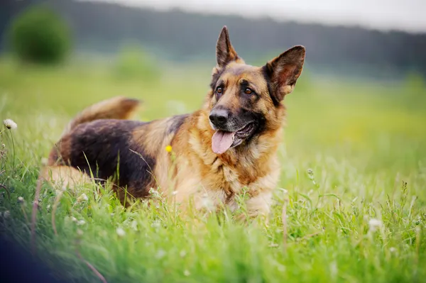 Portrait de berger allemand — Photo