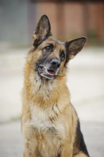 Duitse herder portret — Stockfoto