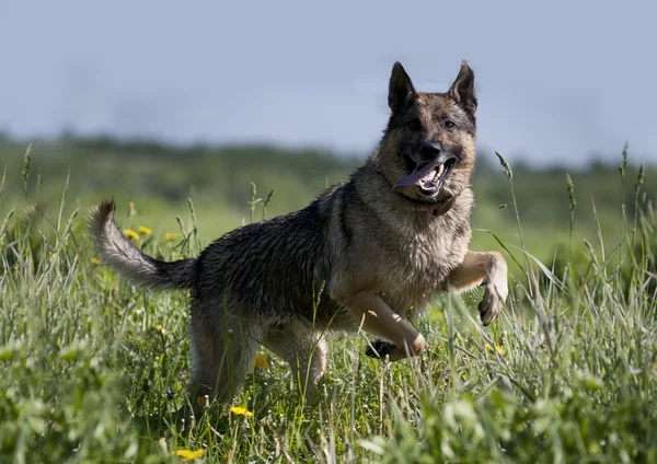 Schäferhund läuft auf dem Feld — Stockfoto