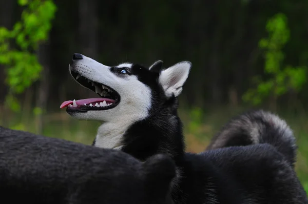 Siberian husky chilling with opened mouth — Stock Photo, Image