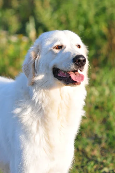 Maremma dog — Stock Photo, Image