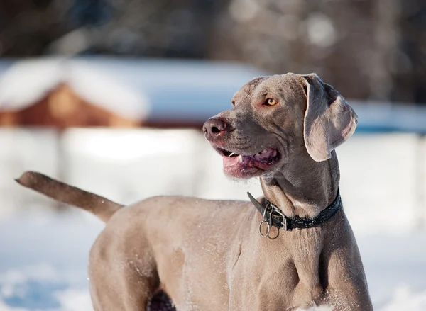 Весит собака в замерзшем снежном зимнем мире на холодном, солнечном — стоковое фото