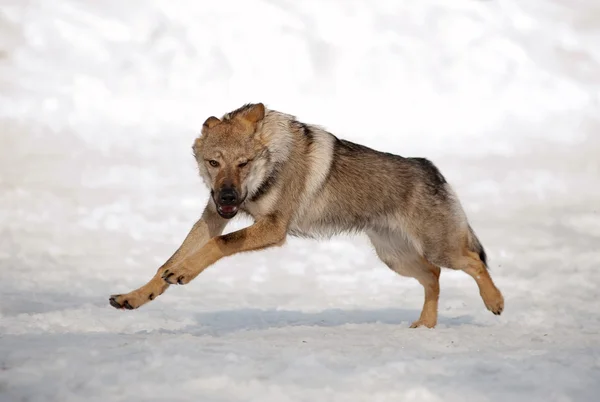 Wolf futó havas hegyen Jogdíjmentes Stock Képek
