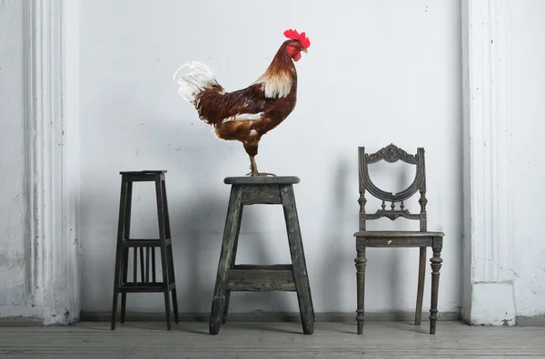 Rooster sitting on a chair — Stock Photo, Image