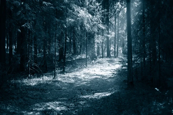 Sentiero verso la luce attraverso una foresta oscura di notte — Foto Stock