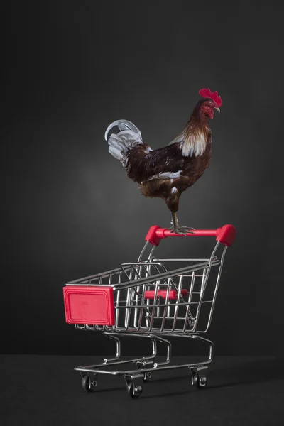 Shopping cart with cock — Stock Photo, Image