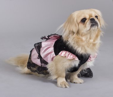 Pekingese köpek