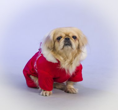 Pekingese köpek moda giysiler içinde.