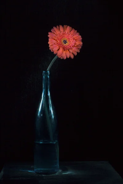 Flower in bottle — Stock Photo, Image