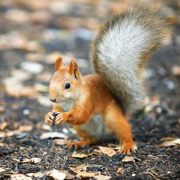 Red squirrel — Stock Image Red squirrel Royalty Free Stock Photos