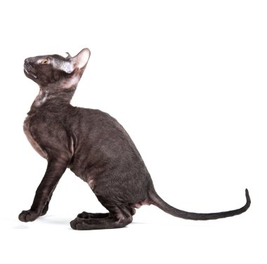 Cornish Rex clipart