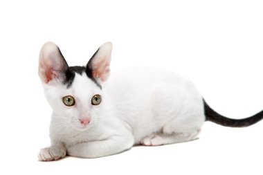 Cornish Rex