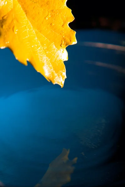 Yellow leaf on blue water — Stock Photo, Image