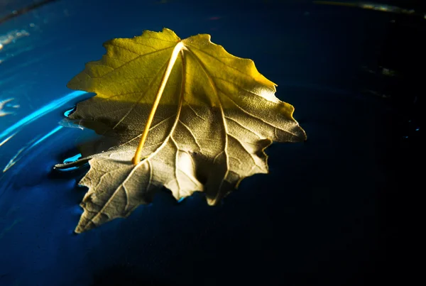 Yellow leaf on blue water — Stock Photo, Image