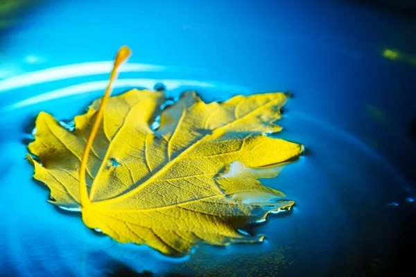 Yellow leaf — Stock Photo, Image