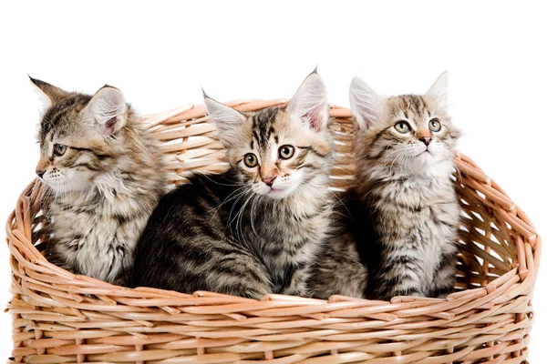 Siberian kitten — Stock Photo, Image