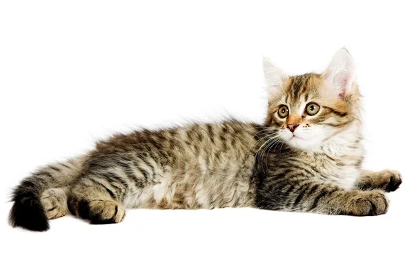 Sibiřské kotě — Stock fotografie