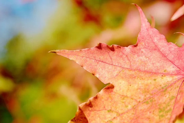 Autumn leaves — Stock Photo, Image