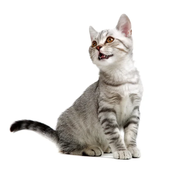 Grigio gattino britannico — Foto Stock