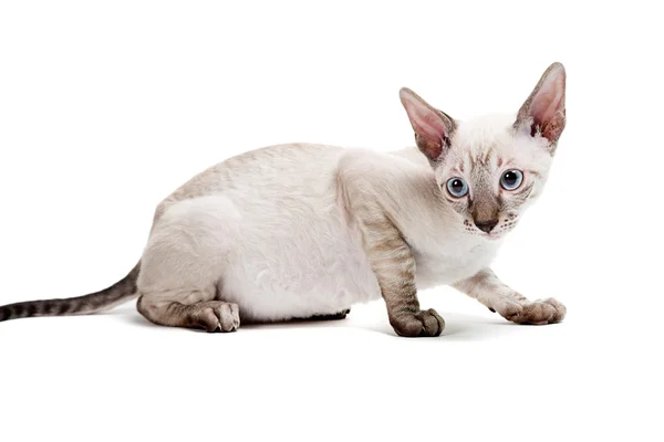 Cornish Rex Ordförande — Stockfoto