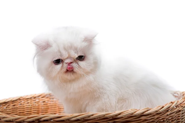 Witte Perzische kat — Stockfoto