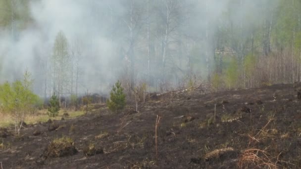 Brûler dans la forêt 