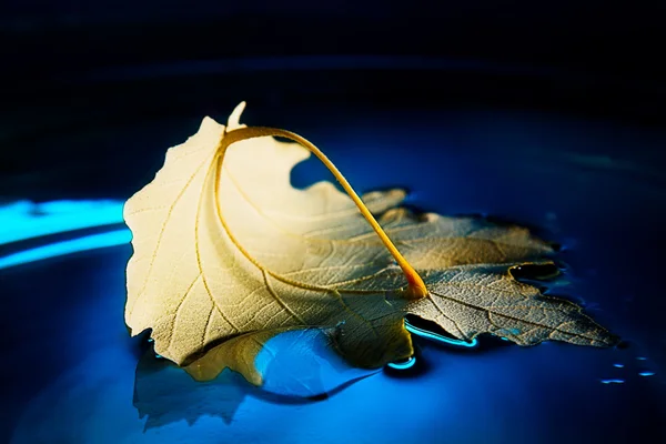 Yellow leaf on blue water — Stock Photo, Image