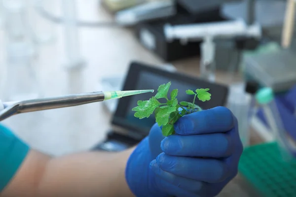 Teste laboratorial — Fotografia de Stock