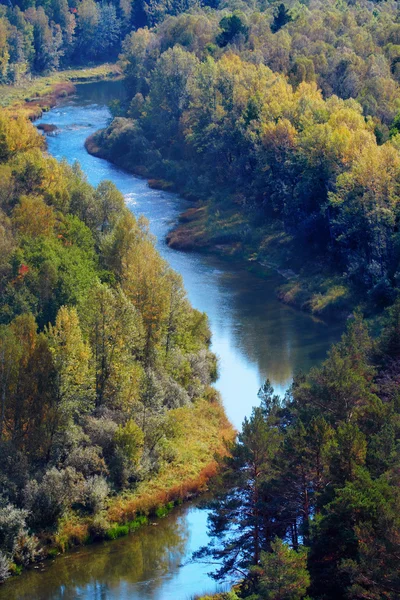 Autumn forest — Stock Image Autumn forest Stock Photo