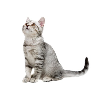 gri İngiliz yavru kedi