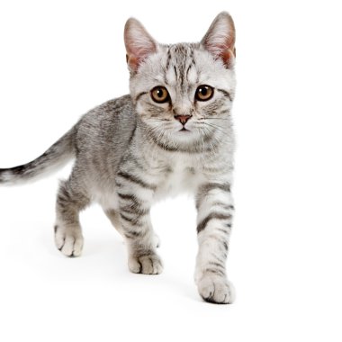 gri İngiliz yavru kedi