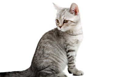 gri İngiliz yavru kedi